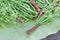 Fresh Neem plant on banana leaf