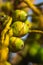 Fresh new born Baby coconuts on a Coconut tree plantation.Cluster of fresh baby coconut palm fruits on its tree. Achinga , Little