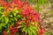 Fresh new bright red spring growth of Pieris japonica, also known as Flame of the Forest or Lilly of the Valley plant