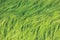 Fresh New Green Common Wild Barley Field Horizontal Background Pattern, Hordeum vulgare L. Spikes Organic Cereals Metaphor Concept