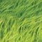 Fresh New Green Common Wild Barley Field Horizontal Background Pattern, Hordeum vulgare L. Spikes Organic Cereals Metaphor Concept