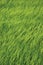 Fresh New Green Common Wild Barley Field Vertical Background Pattern, Hordeum vulgare L. Spikes Organic Cereals Metaphor Concept