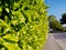 Fresh new green leaves of leafy hedge in an irish town