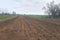 Fresh new potatoes planted in curved rows