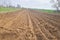 Fresh new potatoes planted in curved rows