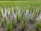 Fresh newly planted rice crop in the field