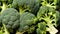 Fresh and nutritious broccoli florets on display