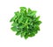 Fresh Ocimum tenuiflorum leaves isolated on a white background. Top view