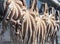 Fresh octopuses hanging to dry