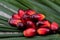 Fresh oil palm seeds