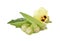 Fresh Okra with leaf and blossom on white