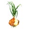 Fresh onion bulb with root and top, green sprout, ripe organic vegetable, close-up, vegetarian food, package design