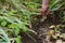 Fresh onion from the soil. Farmer picking vegetables,