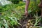 Fresh onion from the soil. Farmer picking vegetables,