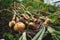 Fresh onion from the soil. Farmer picking vegetables, organic produce harvested from the garden,