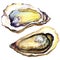 Fresh opened oyster on white background