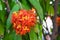 Fresh orange ashoka flower tree  or saraca asoca . bouquet orange petals hanging with green leaves on branch. tiny and soft pollen