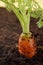 Fresh orange carrot growing in the soil