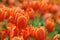 Fresh orange color tulip in flower bed during spring season with copy space