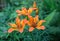 Fresh orange flowers on a contrasting green background.