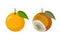 Fresh orange fruit and Bad rotten Orange isolated on white. Citrus fruit becomes spoiled. Concept of defect, disease and