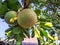 Fresh orange fruit ready for harvest