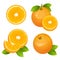 Fresh orange fruit slice set. Collection of realistic citrus vector illustrations. Juicy orange with leaves