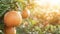 Fresh orange fruit on tree with water drops, close up micro shot as wide banner with copy space