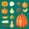 Fresh orange pumpkin decorative seasonal ripe food organic healthy vegetarian vegetable vector