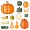 Fresh orange pumpkin decorative seasonal ripe food organic healthy vegetarian vegetable vector