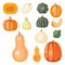 Fresh orange pumpkin decorative seasonal ripe food organic healthy vegetarian vegetable vector