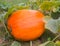 Fresh orange pumpkin growing on a vine