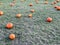 Fresh orange pumpkins on a farm field