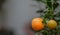 A Fresh Orange ready for ripening