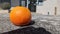 A fresh orange tangerine fell from a tree onto the sidewalk on a sunny, hot day