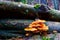 fresh orange velvet stem winter mushroom on tree trunks