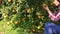 Fresh oranges on citrus tree in the garden.