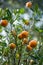 Fresh Oranges, Darjeeling, West Bengal, India