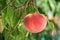 Fresh orchard peaches.