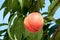 Fresh orchard peaches.