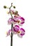 Fresh orchid