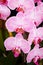 Fresh orchid flower branch
