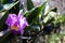 Fresh Orchids plants