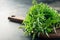 Fresh oregano in bunch on black background. Close up