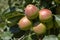 Fresh organic apples on apple tree branch, Elmali - Antalya - Turkey