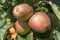 Fresh organic apples on apple tree branch, Elmali - Antalya - Turkey