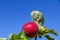 Fresh organic apples on apple tree branch, Elmali - Antalya - Turkey