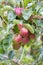 Fresh organic apples on apple tree branch, Elmali - Antalya - Turkey