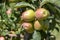 Fresh organic apples on apple tree branch, Elmali - Antalya - Turkey