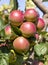 Fresh organic apples on apple tree branch, Elmali - Antalya - Turkey